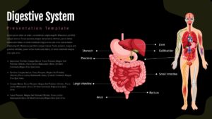 Black Labeled digestive system anatomy slide with stomach, liver, intestines and full-body medical illustration layout.