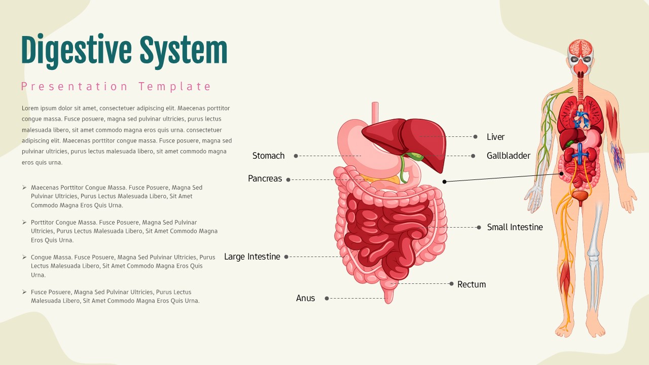Digestive system anatomy slide with labeled organs, central digestive tract diagram, and full-body human illustration on right.