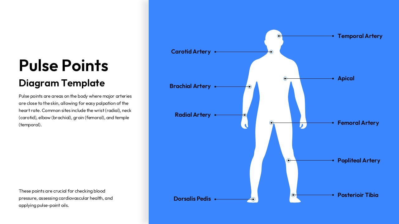 Anatomical human silhouette highlighting labeled arterial pulse points with connector lines on blue background.