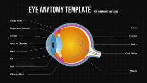 Dark theme eye anatomy slide with white labels - ideal for auditorium presentations and medical conferences