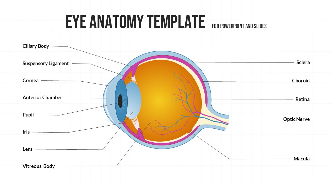 Clean white eye anatomy diagram with labeled parts - perfect for medical students studying vision structure