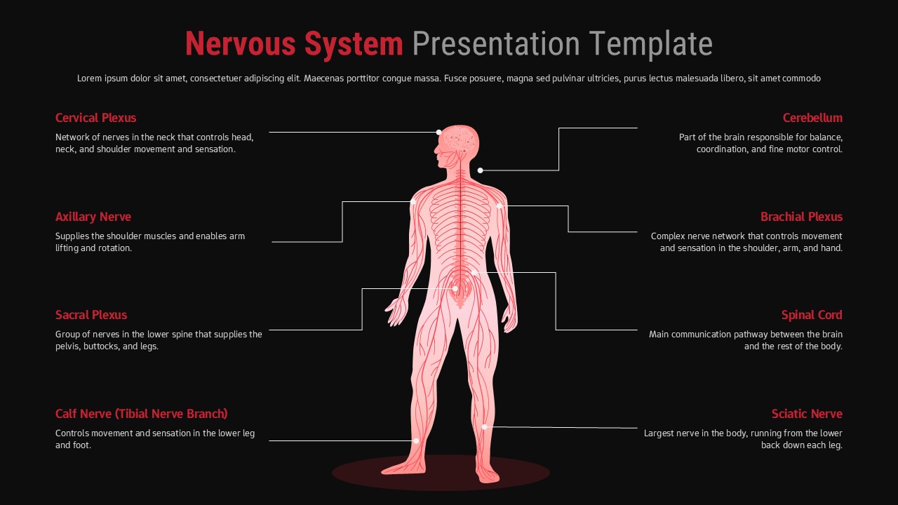 Same nervous system anatomy diagram layout with 8 labeled components on black background creating high contrast design