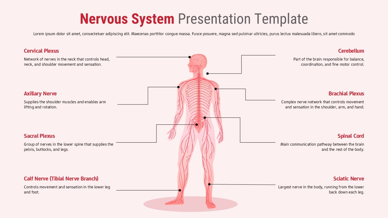 Nervous system anatomy diagram on light pink background with 8 labeled components around central human figure illustration
