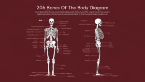 Anatomy presentation template with front and side view skeletal diagrams on burgundy background for medical education