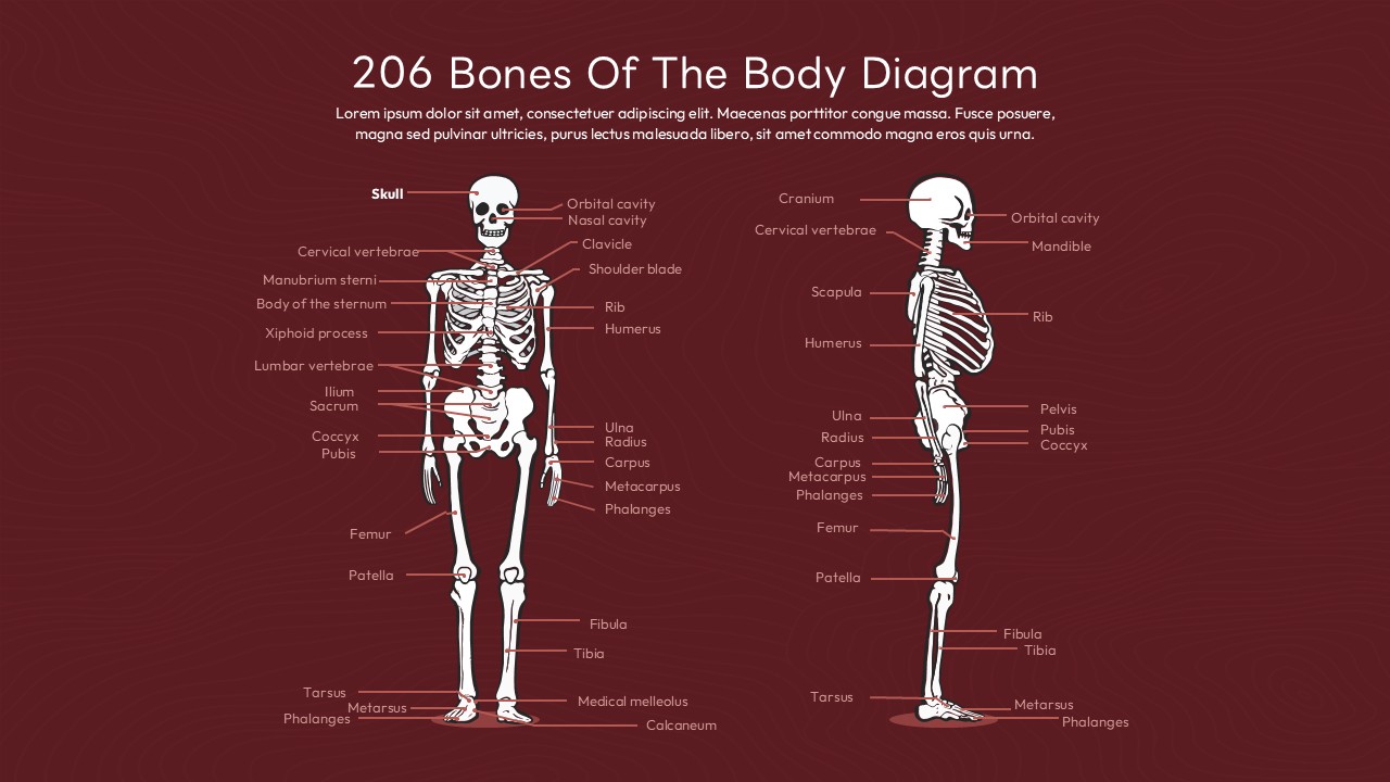 Anatomy presentation template with front and side view skeletal diagrams on burgundy background for medical education