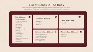 Skeletal system inventory template with detailed bone count breakdown across 5 anatomical categories for medical training